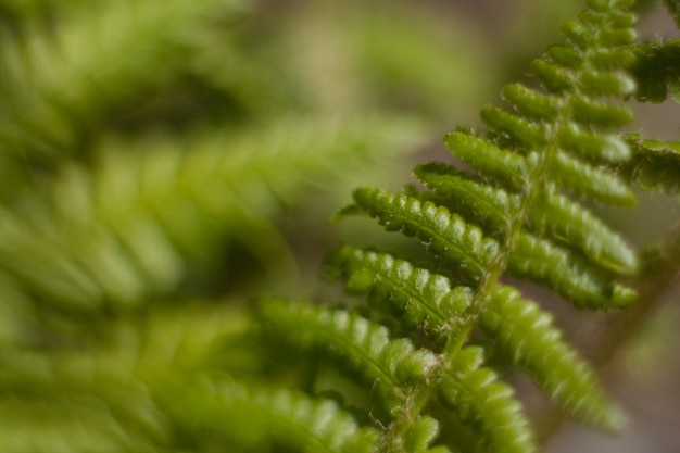 植物のクローズアップ