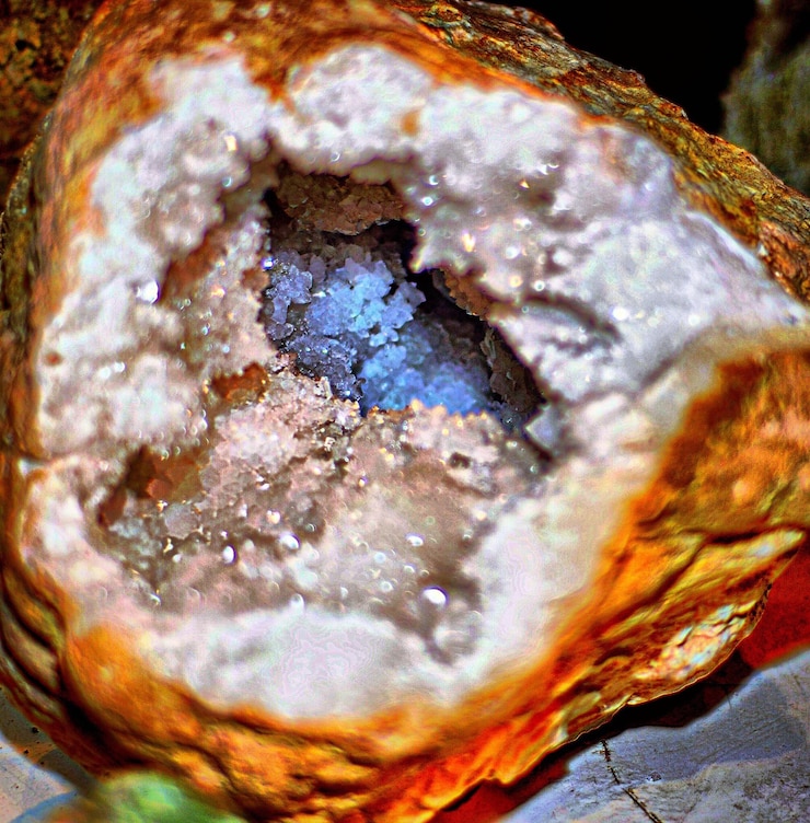Photo close-up of plant