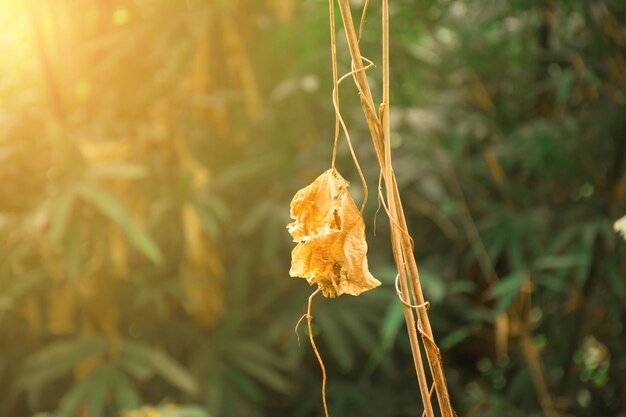 Close-up of plant