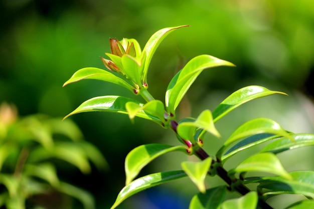 植物のクローズアップ