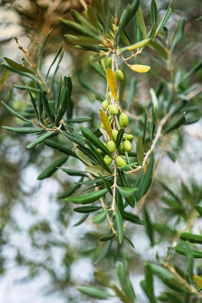 Photo close-up of plant