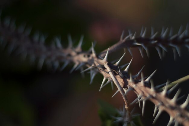 Photo close-up of plant