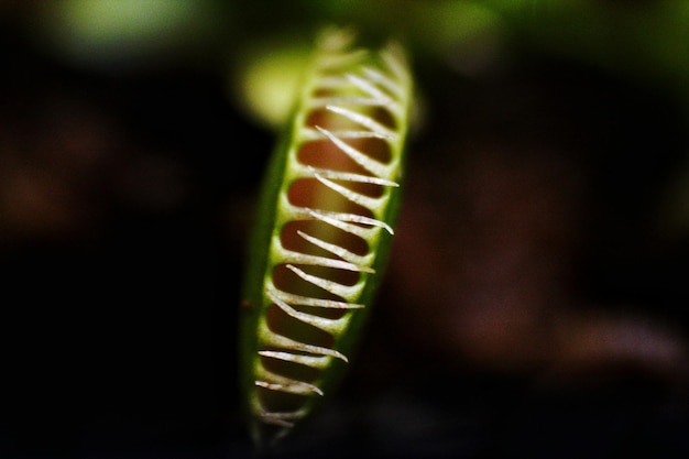 Photo close-up of plant