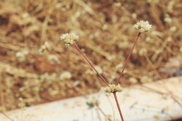 Close-up of plant