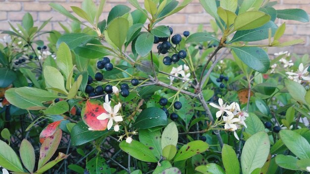 Photo close-up of plant