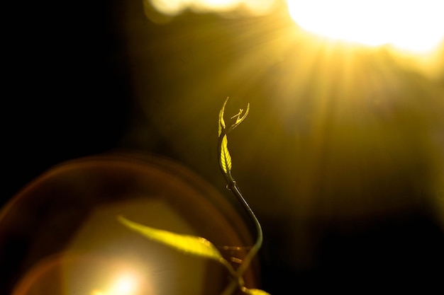 Photo close-up of plant