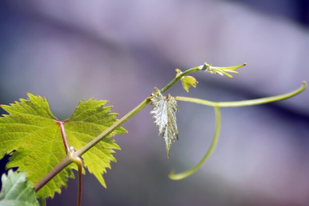 Close-up of plant