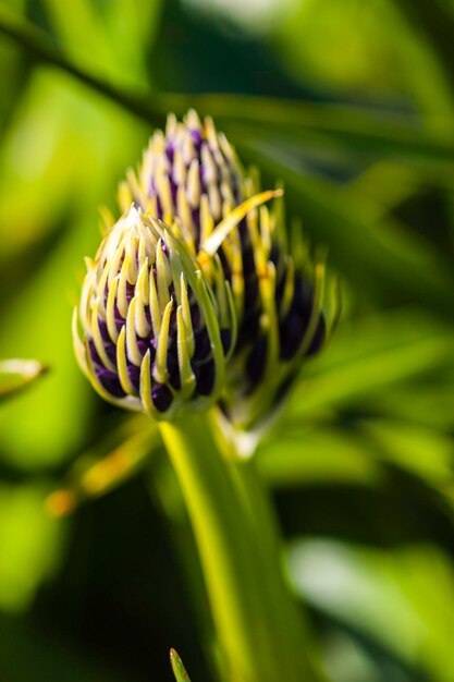 Close-up of plant