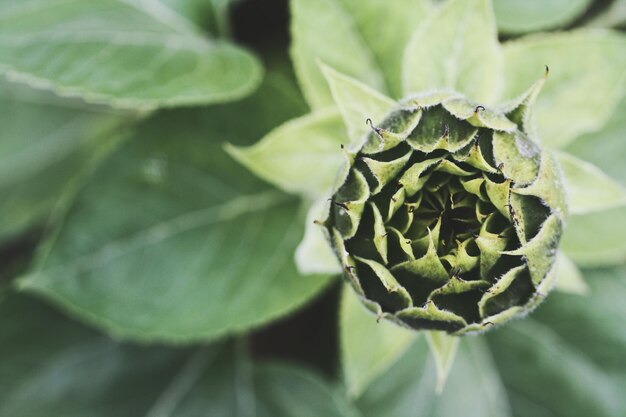 Close-up of plant