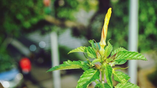 Close-up of plant