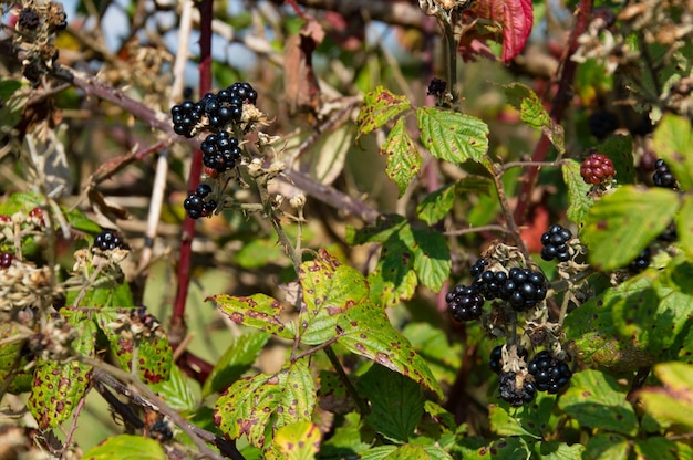 Close-up of plant