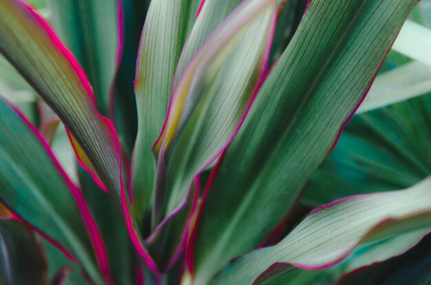 Photo close-up of plant