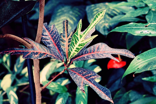 Photo close-up of plant