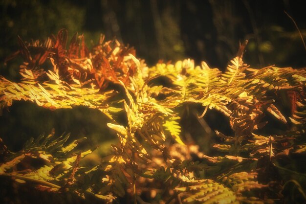 Close-up of plant