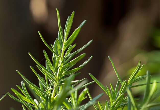 Photo close-up of plant