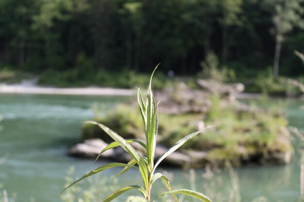 Close-up of plant