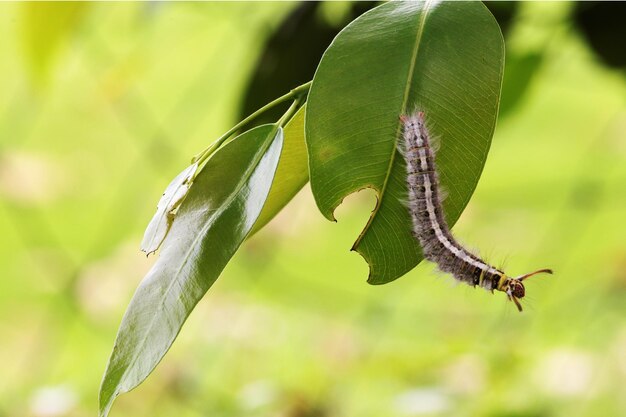 Photo close-up of plant