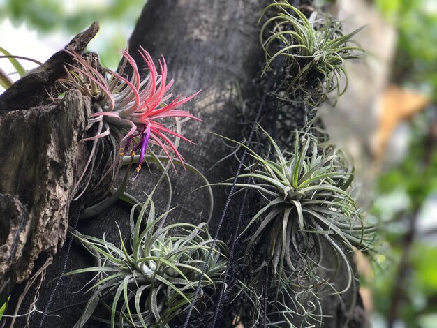 Photo close-up of plant