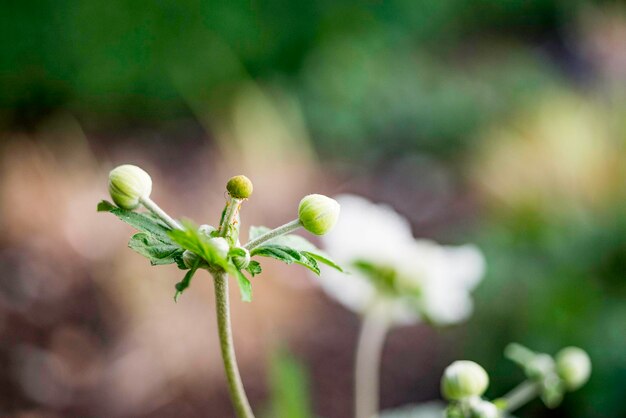 Photo close-up of plant