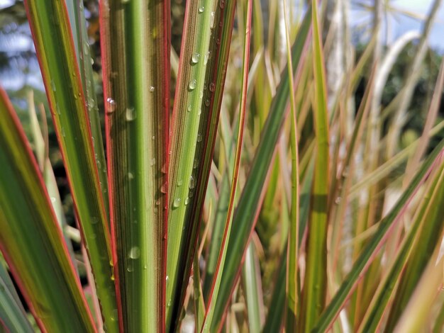 Photo close-up of plant