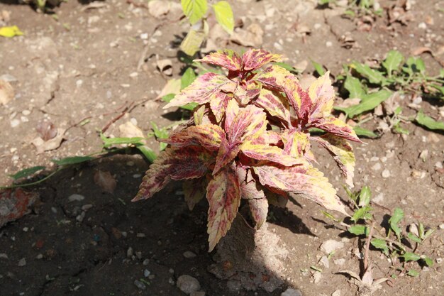 Close-up of plant