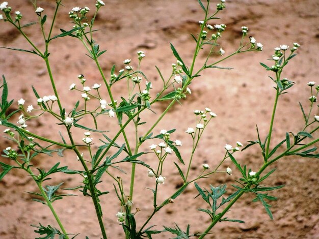 Close-up of plant