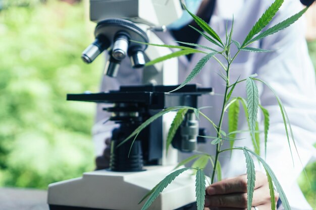 Photo close-up of plant