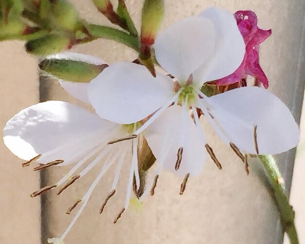 Photo close-up of plant