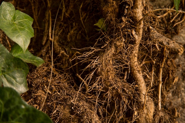 Photo close-up of plant