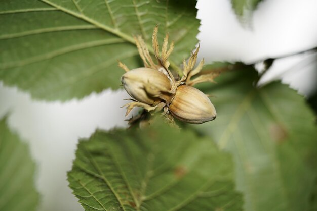 Photo close-up of a plant