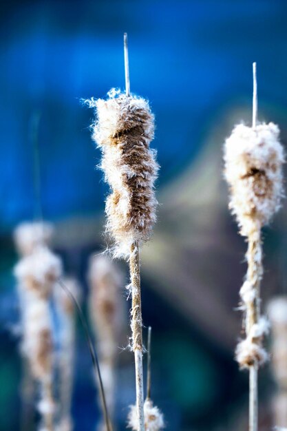 Close-up of plant