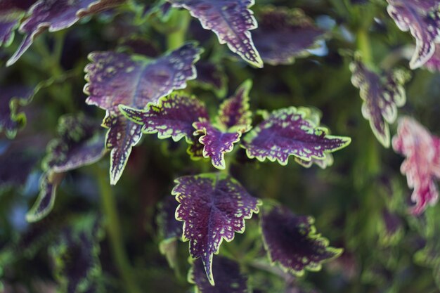 Photo close up of plant