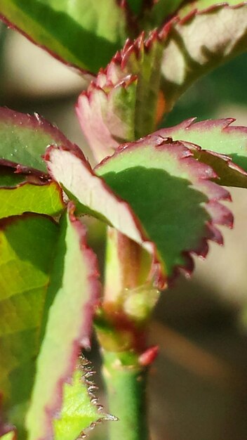 Photo close-up of plant