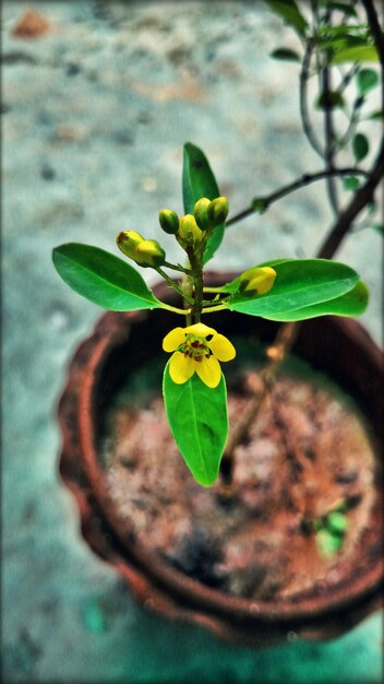 Photo close-up of plant