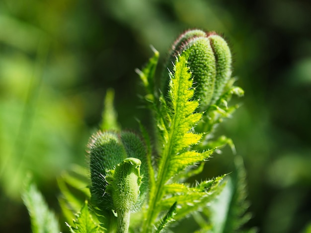 Close-up of plant