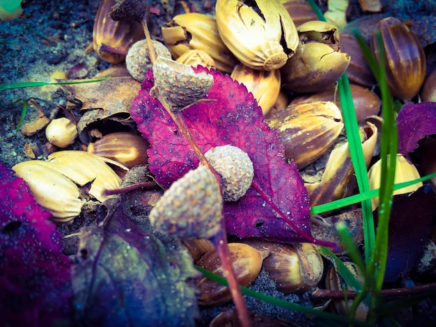 Photo close-up of plant