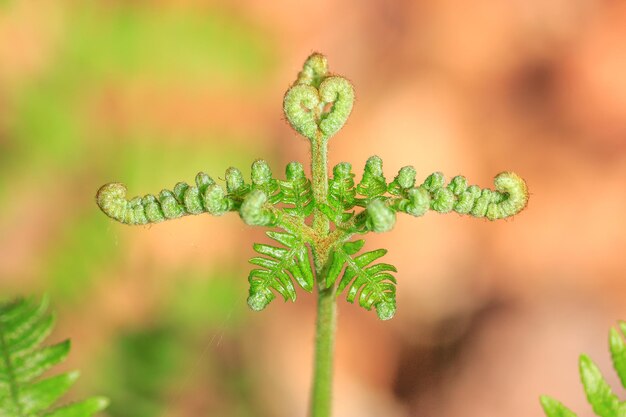 Photo close-up of plant