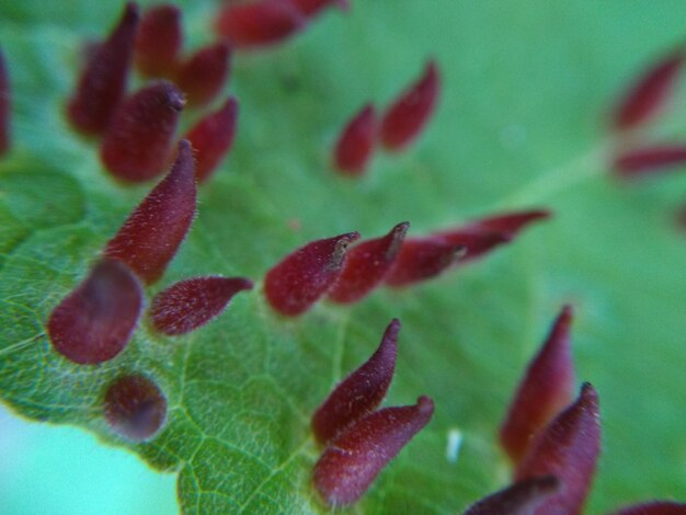 Close-up of plant