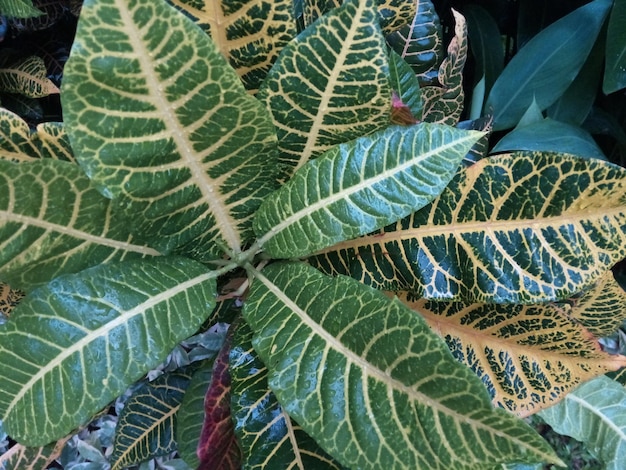 Photo close-up of plant