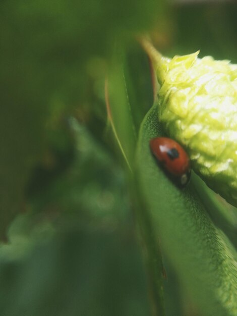 Close-up of plant