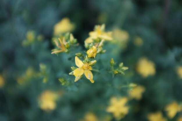 Close-up of plant