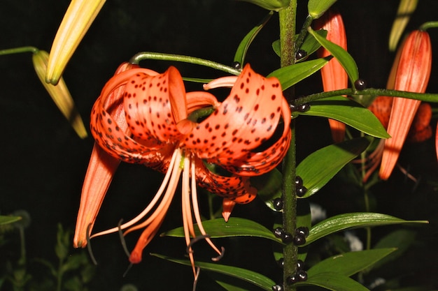 Photo close-up of plant