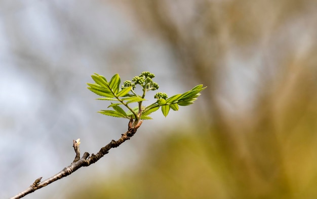 Photo close-up of plant