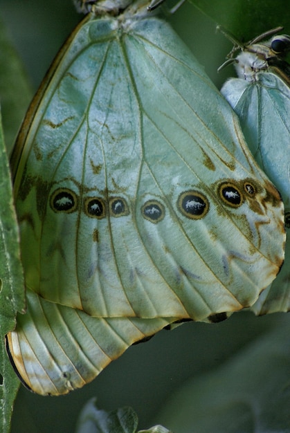 Photo close-up of plant