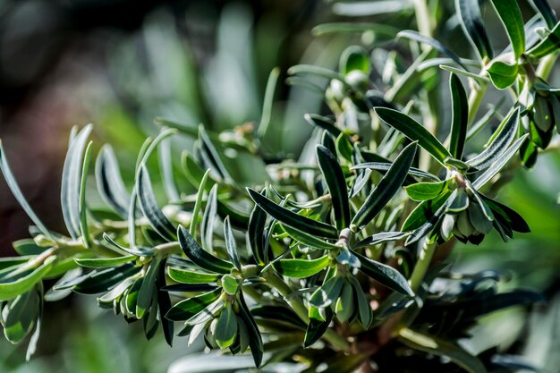 Photo close-up of plant