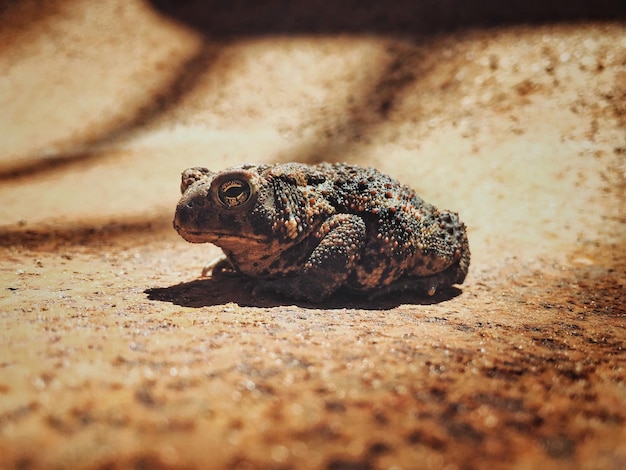 植物のクローズアップ