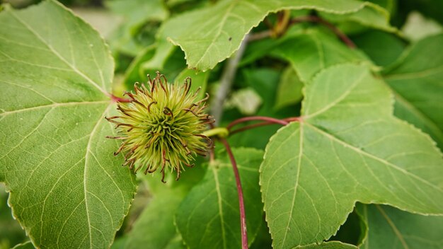 Close-up of plant