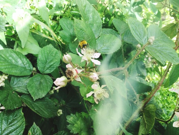 Close-up of plant