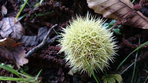 Photo close-up of plant