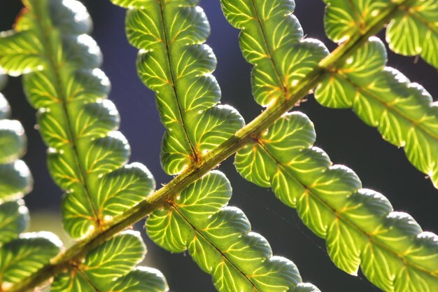 Close-up of plant